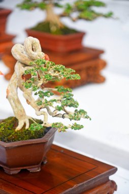 Ayrıntılı olarak Bonsai Ağacı ve kapatın