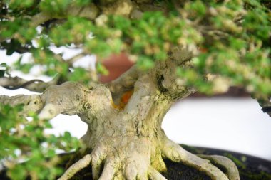 Ayrıntılı olarak Bonsai Ağacı ve kapatın