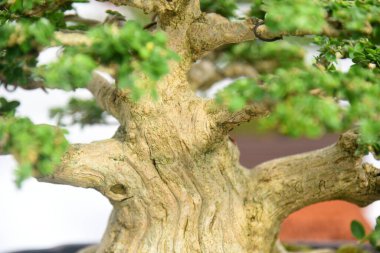 Ayrıntılı olarak Bonsai Ağacı ve kapatın