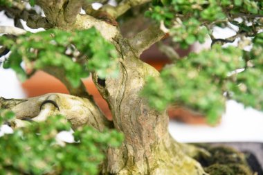 Ayrıntılı olarak Bonsai Ağacı ve kapatın