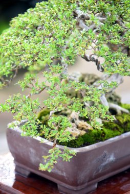 Ayrıntılı olarak Bonsai Ağacı ve kapatın