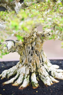 Ayrıntılı olarak Bonsai Ağacı ve kapatın