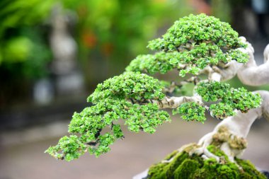 Ayrıntılı olarak Bonsai Ağacı ve kapatın