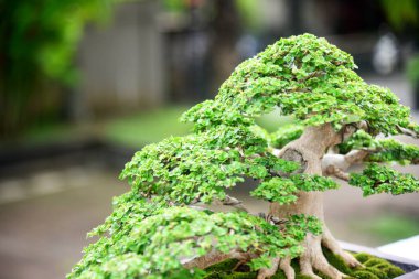 Ayrıntılı olarak Bonsai Ağacı ve kapatın