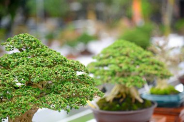 Ayrıntılı olarak Bonsai Ağacı ve kapatın