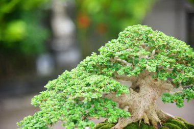 Ayrıntılı olarak Bonsai Ağacı ve kapatın