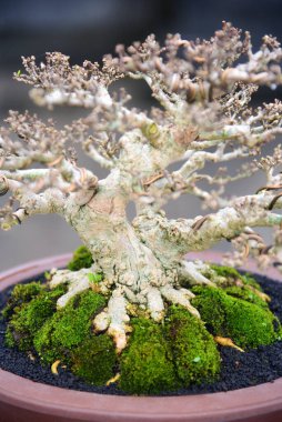 Ayrıntılı olarak Bonsai Ağacı ve kapatın