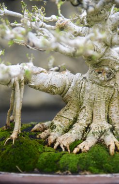 Ayrıntılı olarak Bonsai Ağacı ve kapatın