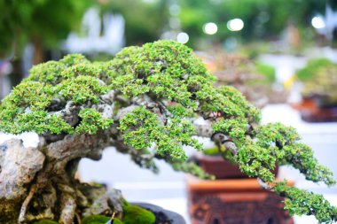 Ayrıntılı olarak Bonsai Ağacı ve kapatın