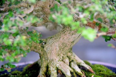 Ayrıntılı olarak Bonsai Ağacı ve kapatın