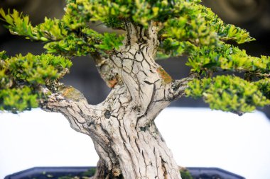 Ayrıntılı olarak Bonsai Ağacı ve kapatın