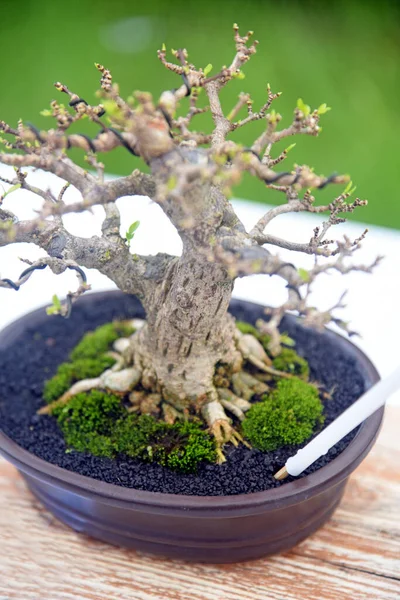 Ayrıntılı olarak Bonsai Ağacı ve kapatın