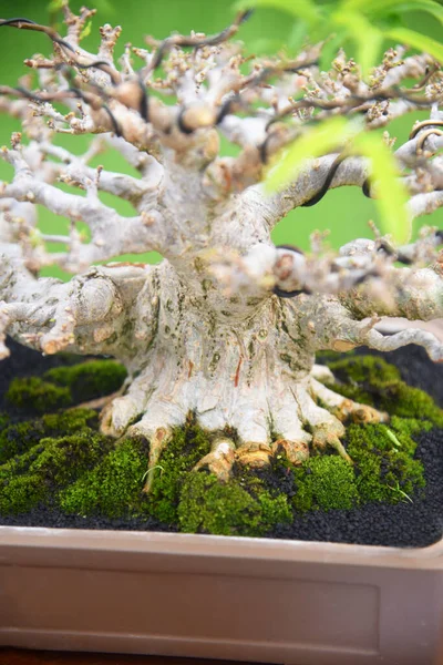 Ayrıntılı olarak Bonsai Ağacı ve kapatın