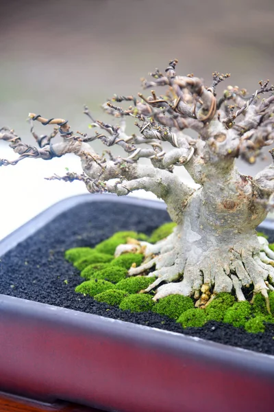 Ayrıntılı olarak Bonsai Ağacı ve kapatın