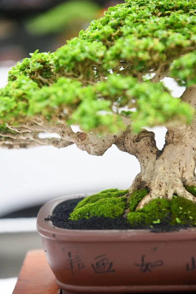 Ayrıntılı olarak Bonsai Ağacı ve kapatın