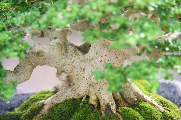 Ayrıntılı olarak Bonsai Ağacı ve kapatın