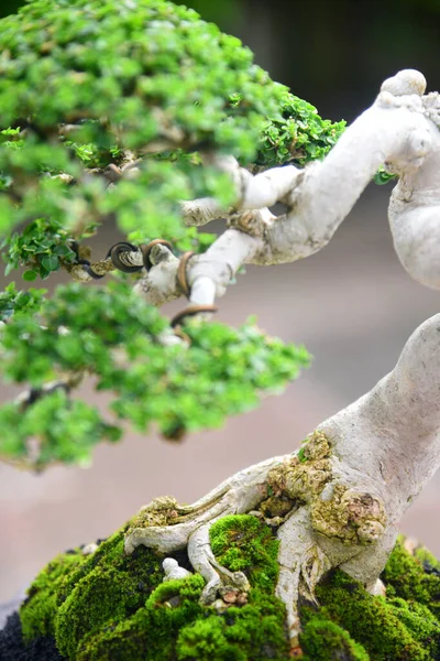 Ayrıntılı olarak Bonsai Ağacı ve kapatın