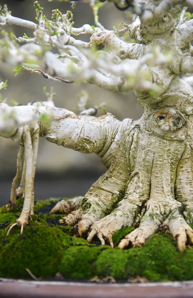 Ayrıntılı olarak Bonsai Ağacı ve kapatın