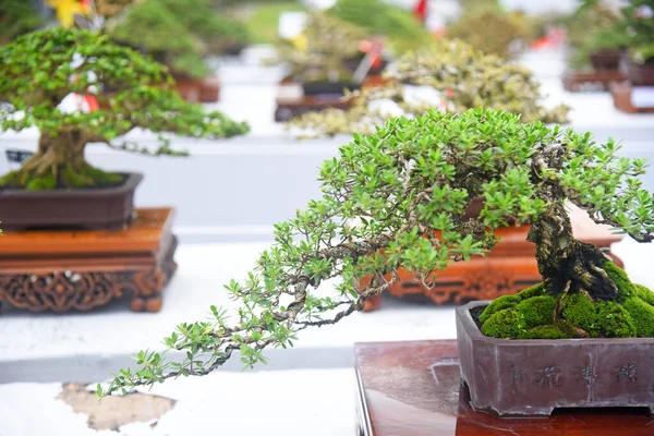 Ayrıntılı olarak Bonsai Ağacı ve kapatın