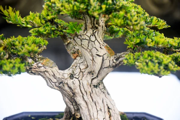 Ayrıntılı olarak Bonsai Ağacı ve kapatın