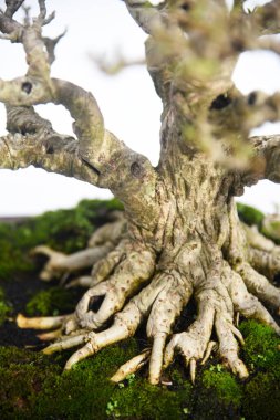 Ayrıntılı olarak Bonsai Ağacı ve kapatın