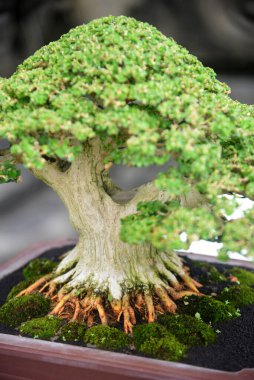 Ayrıntılı olarak Bonsai Ağacı ve kapatın