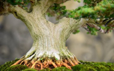 Ayrıntılı olarak Bonsai Ağacı ve kapatın