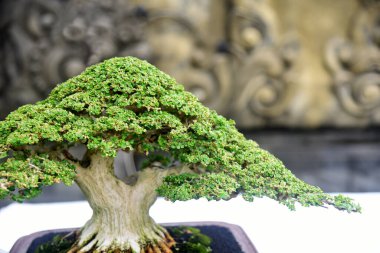 Ayrıntılı olarak Bonsai Ağacı ve kapatın