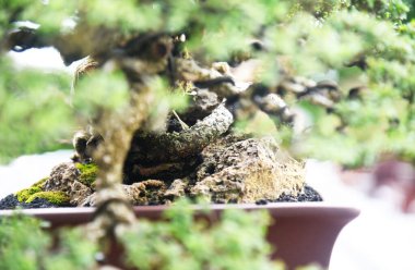 Ayrıntılı olarak Bonsai Ağacı ve kapatın