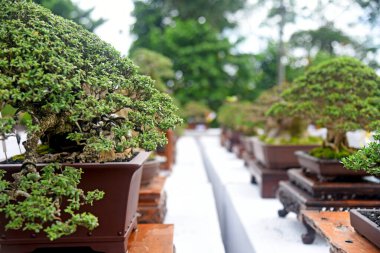 Ayrıntılı olarak Bonsai Ağacı ve kapatın