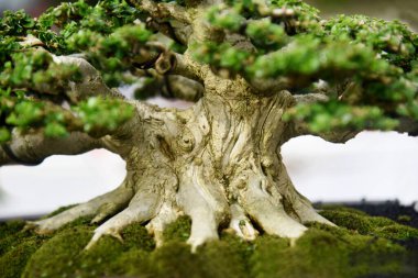 Ayrıntılı olarak Bonsai Ağacı ve kapatın