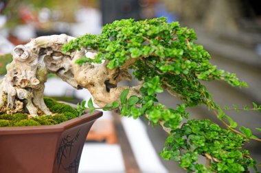 Ayrıntılı olarak Bonsai Ağacı ve kapatın