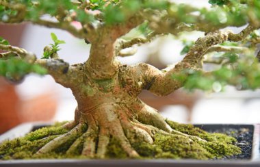 Ayrıntılı olarak Bonsai Ağacı ve kapatın