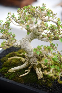 Ayrıntılı olarak Bonsai Ağacı ve kapatın