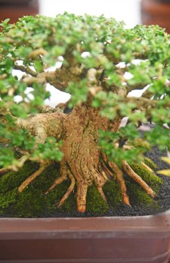 Ayrıntılı olarak Bonsai Ağacı ve kapatın