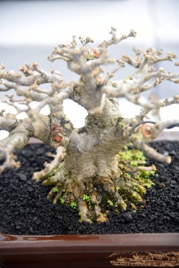 Ayrıntılı olarak Bonsai Ağacı ve kapatın