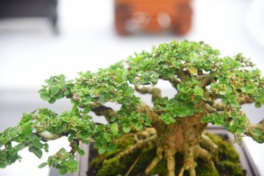 Ayrıntılı olarak Bonsai Ağacı ve kapatın