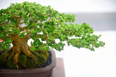 Ayrıntılı olarak Bonsai Ağacı ve kapatın