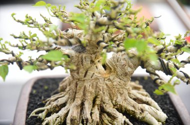 Ayrıntılı olarak Bonsai Ağacı ve kapatın