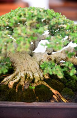 Ayrıntılı olarak Bonsai Ağacı ve kapatın