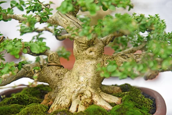 Ayrıntılı olarak Bonsai Ağacı ve kapatın