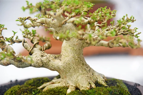 Ayrıntılı olarak Bonsai Ağacı ve kapatın