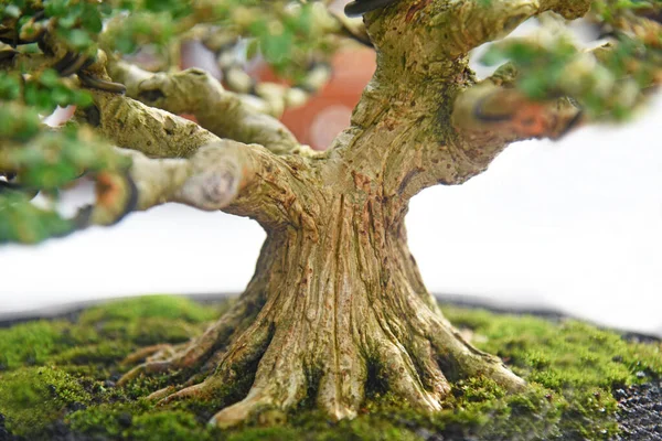 Ayrıntılı olarak Bonsai Ağacı ve kapatın