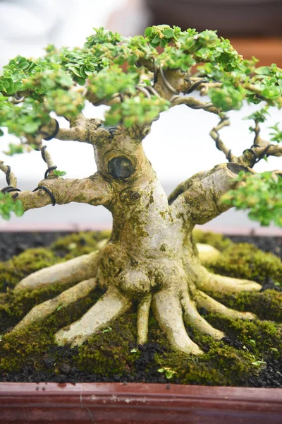 Ayrıntılı olarak Bonsai Ağacı ve kapatın