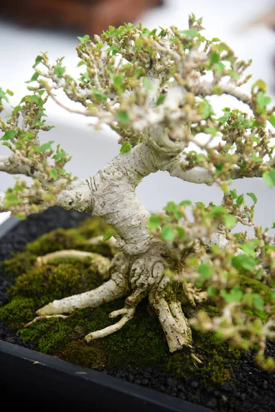 Ayrıntılı olarak Bonsai Ağacı ve kapatın