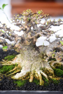 Ayrıntılı olarak Bonsai Ağacı ve kapatın