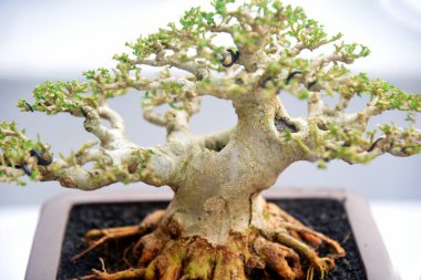 Ayrıntılı olarak Bonsai Ağacı ve kapatın