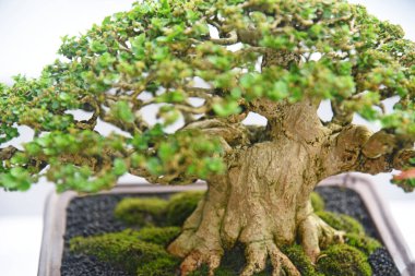 Ayrıntılı olarak Bonsai Ağacı ve kapatın
