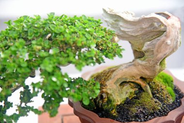 Ayrıntılı olarak Bonsai Ağacı ve kapatın