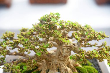 Ayrıntılı olarak Bonsai Ağacı ve kapatın